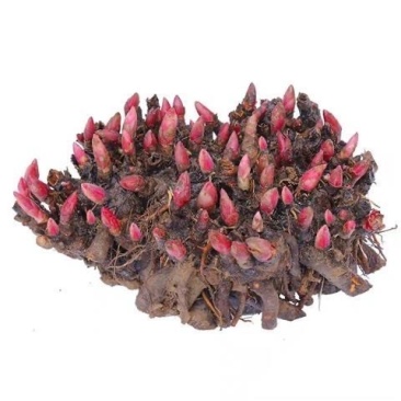 白芍苗重瓣白芍苗药用白芍苗亳白芍苗浙白芍苗赤芍苗