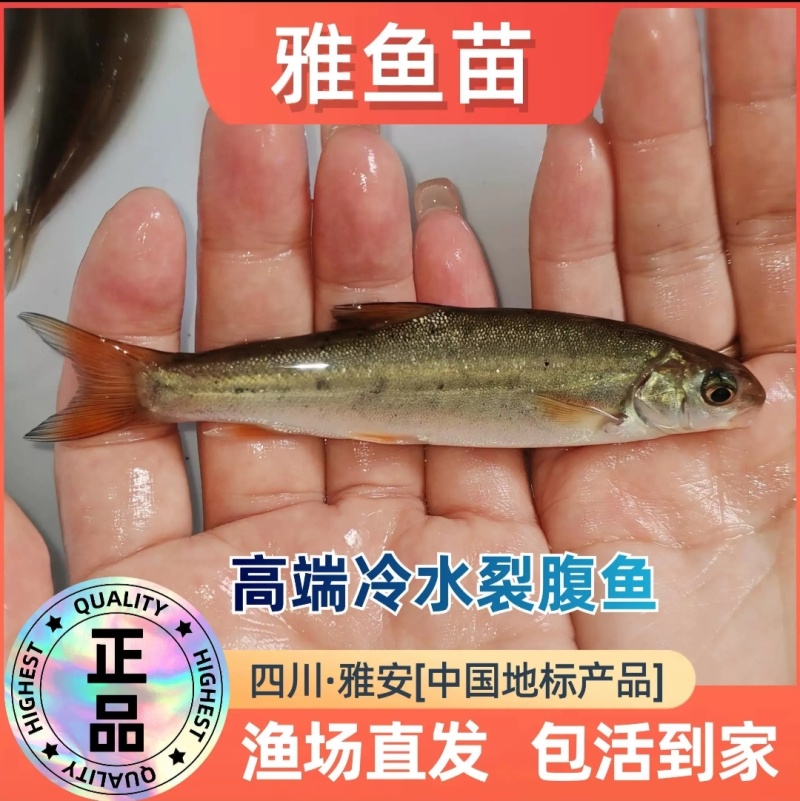 雅鱼苗细鳞鱼裂腹鱼一手货源基地直销提供技术指导
