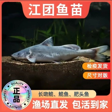 江团鱼苗长吻鮠抗病能力强成活率高量大从优