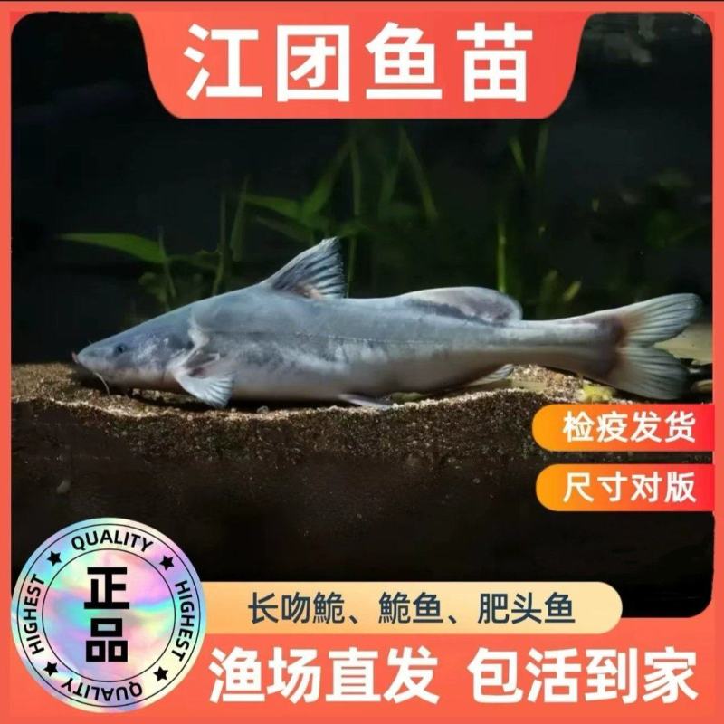 江团鱼苗长吻鮠抗病能力强成活率高量大从优