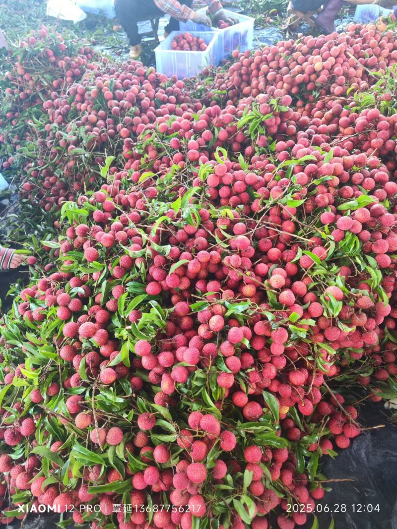 荔枝