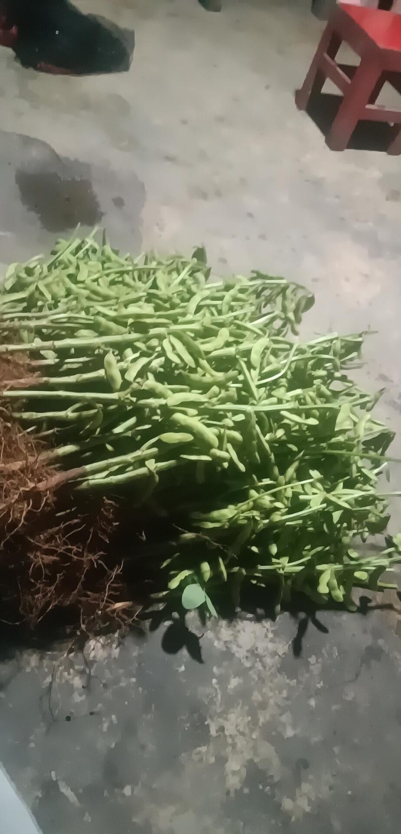 毛豆