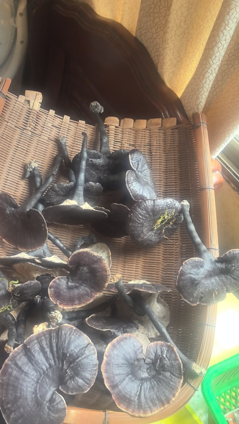 江西紫灵芝，金边灵芝带青苔灵芝带草防野生灵芝