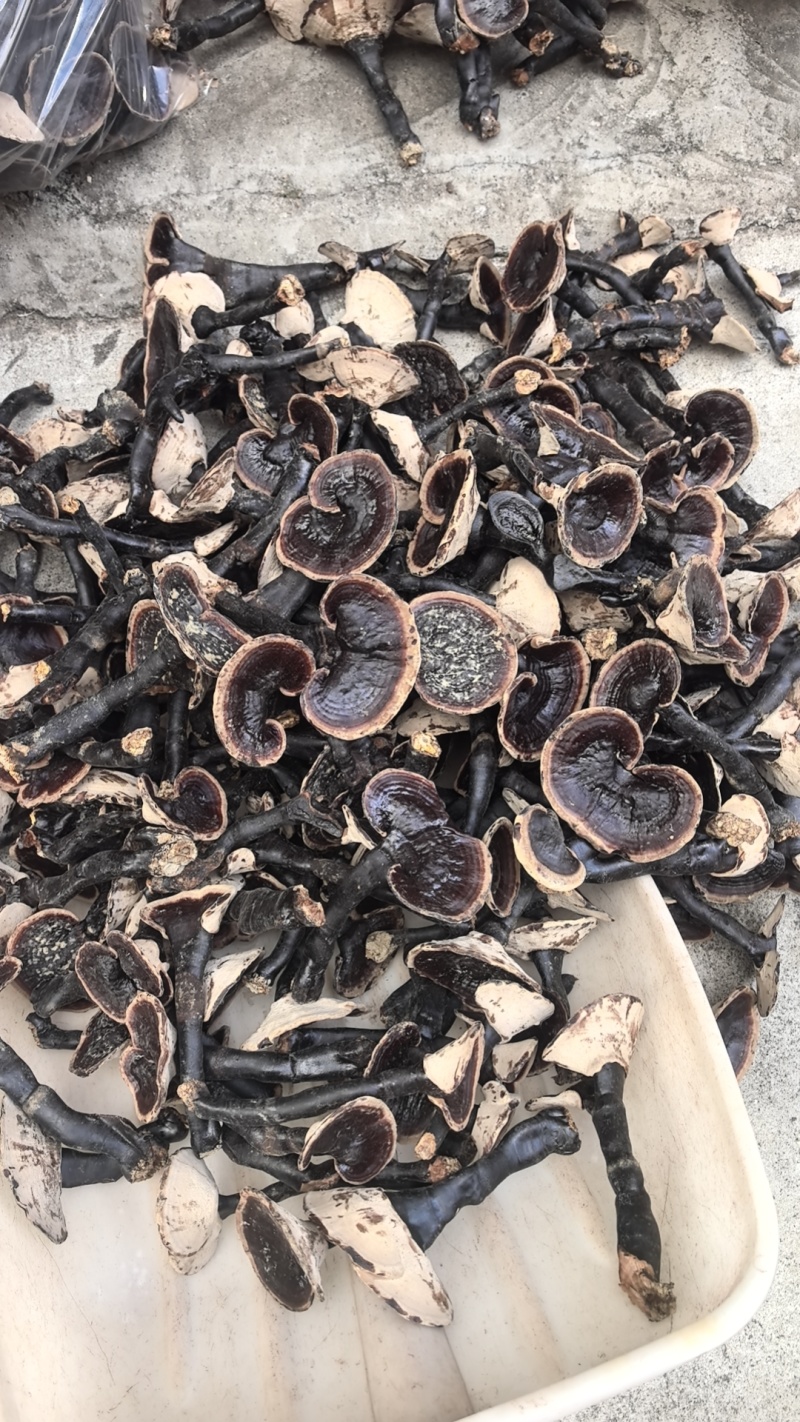 江西紫灵芝，金边灵芝带青苔灵芝带草防野生灵芝