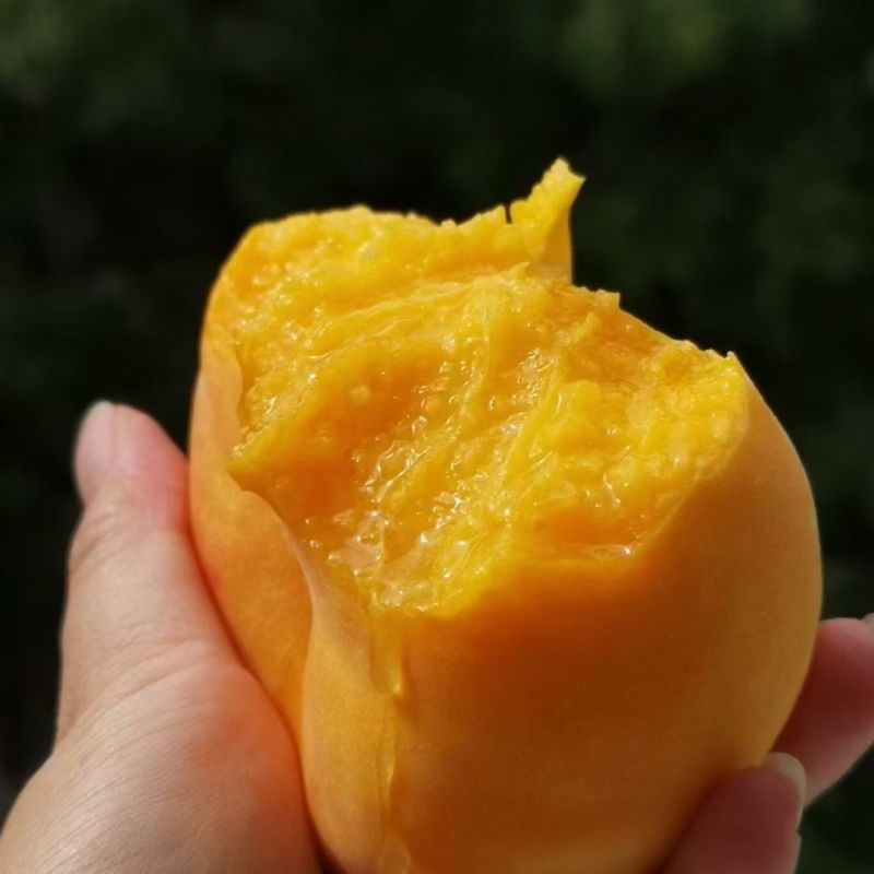 蒙阴黄油蟠桃，基地直发，诚信经营，量大从优，欢迎来电