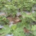 无花果苗
