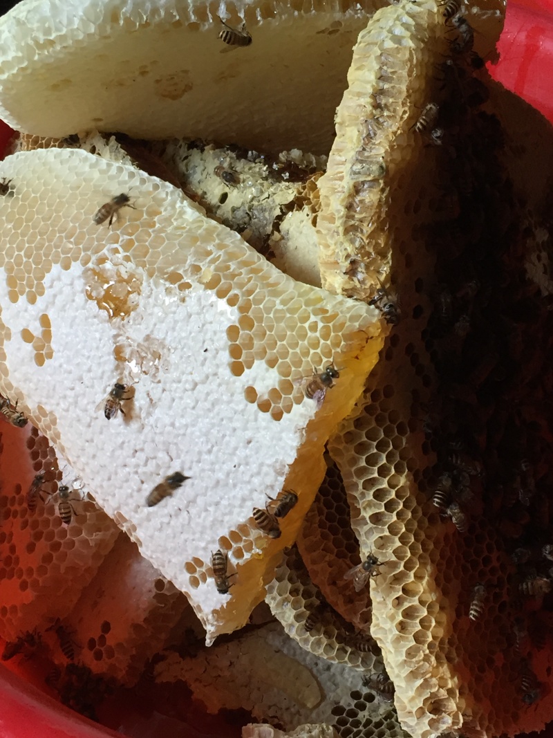 新鲜土蜂蜜