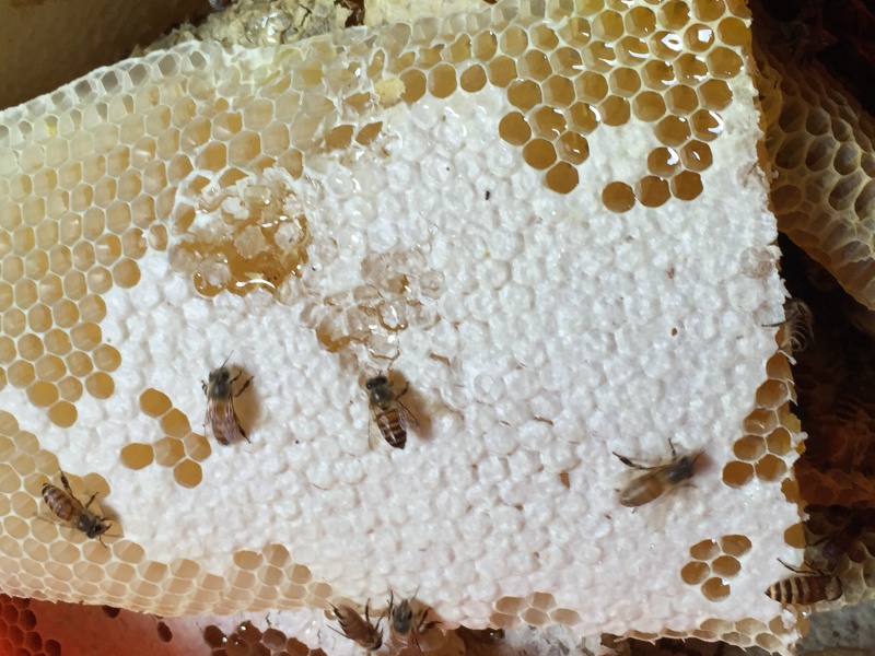新鲜土蜂蜜