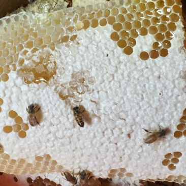 新鲜土蜂蜜