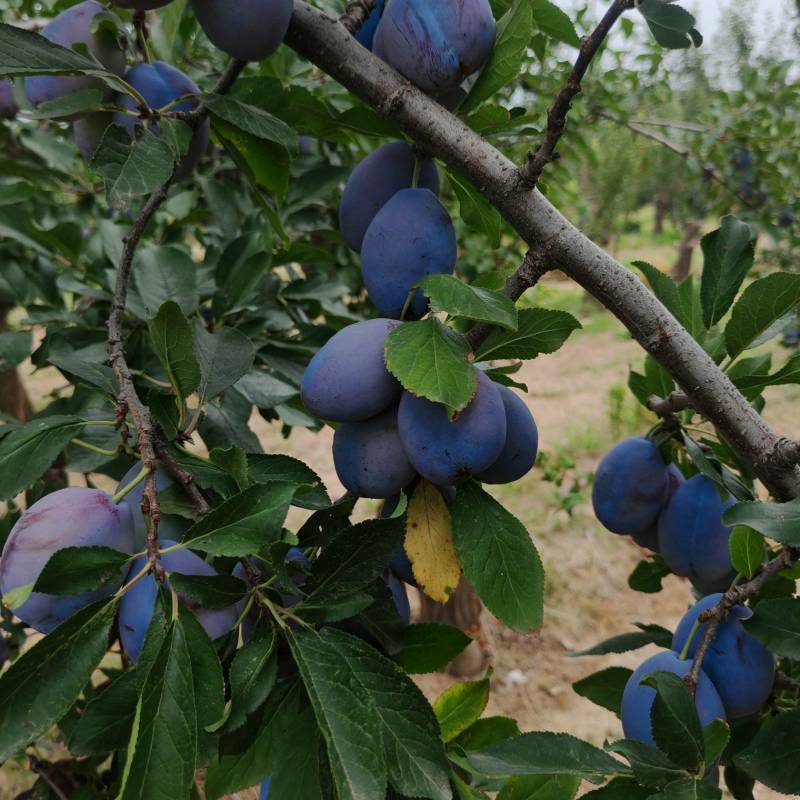 蓝蜜西梅蓝西梅批发优质蓝西梅批发基地优质西梅李子