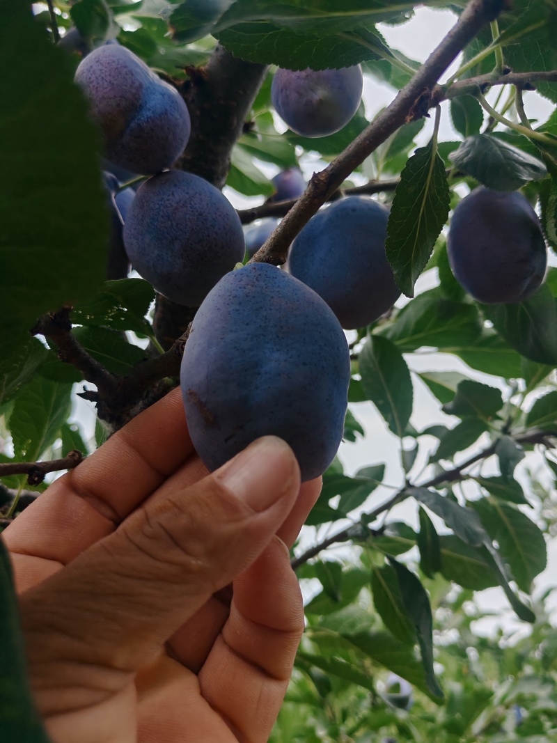 蓝蜜西梅蓝西梅批发优质蓝西梅批发基地优质西梅李子