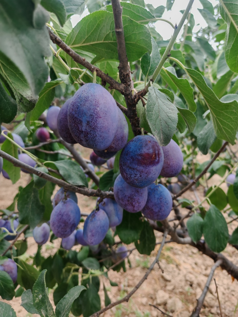 蓝蜜西梅蓝西梅批发优质蓝西梅批发基地优质西梅李子
