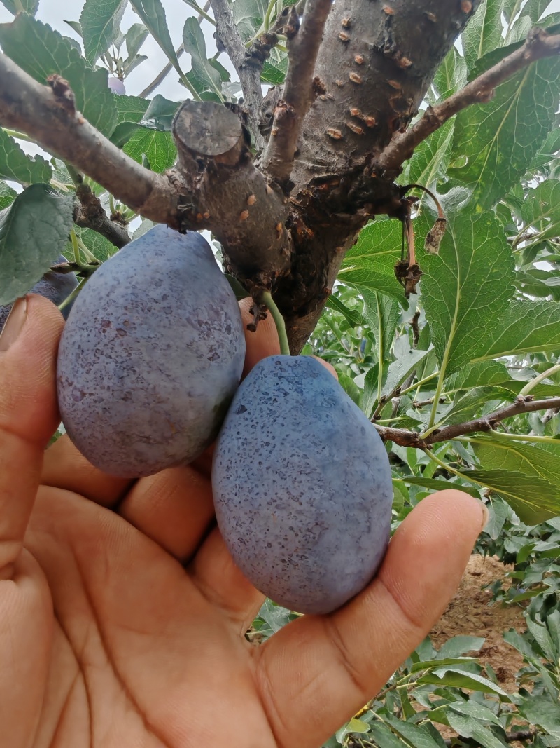 蓝蜜西梅蓝西梅批发优质蓝西梅批发基地优质西梅李子