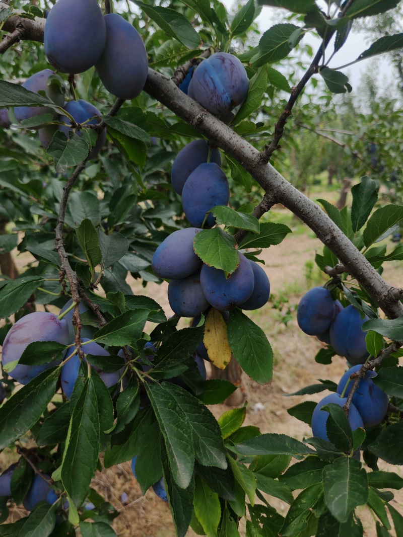 蓝蜜西梅蓝西梅批发优质蓝西梅批发基地优质西梅李子