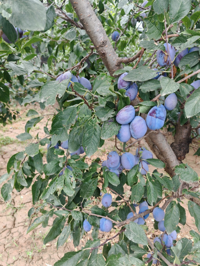 蓝蜜西梅蓝西梅批发优质蓝西梅批发基地优质西梅李子