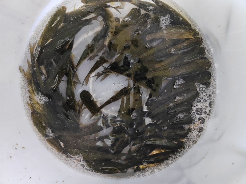 草鱼苗