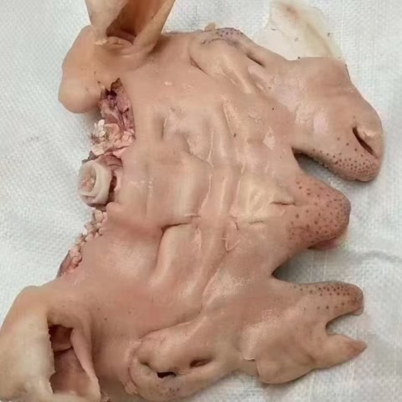 熟羊脸