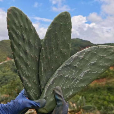 食用仙人掌种苗（嫩片）