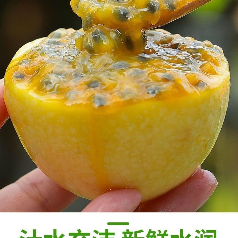 【现货包邮】海南正宗钦蜜九号百香果新鲜现摘鲜果黄皮果新鲜纯甜
