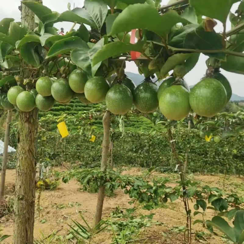 【现货包邮】海南正宗钦蜜九号百香果新鲜现摘鲜果黄皮果新鲜纯甜