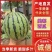 精品美都西瓜，全国代发，对接各大水果档口，小贩勿扰！