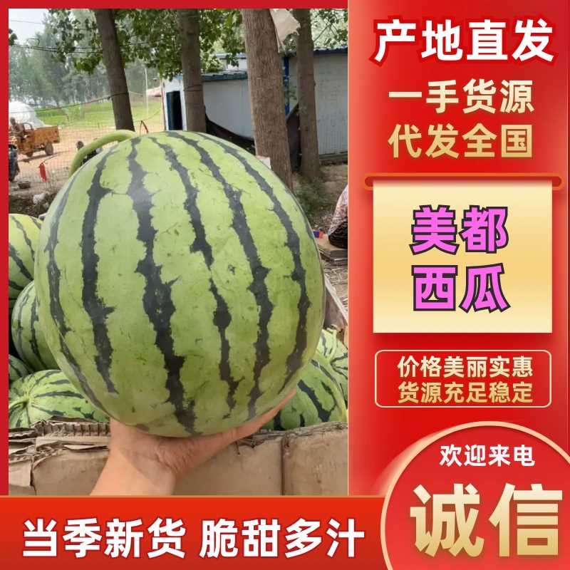 精品美都西瓜，全国代发，对接各大水果档口，小贩勿扰！