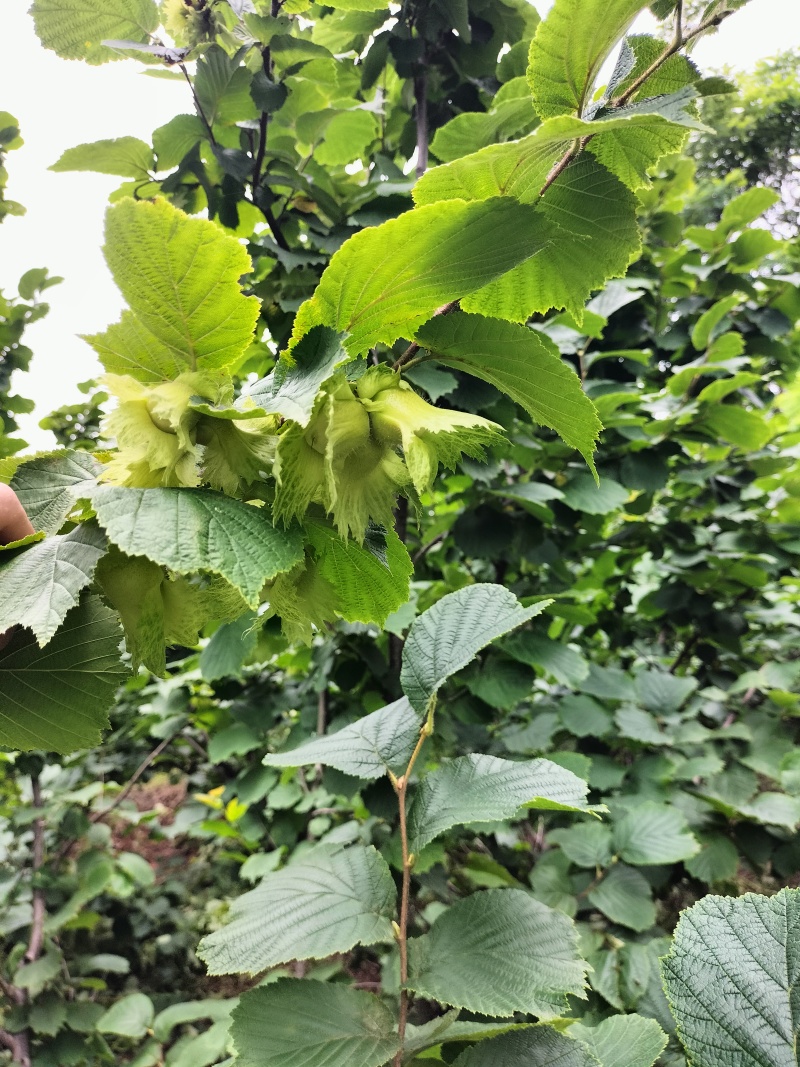 出售自家栽的鲜果达维榛子