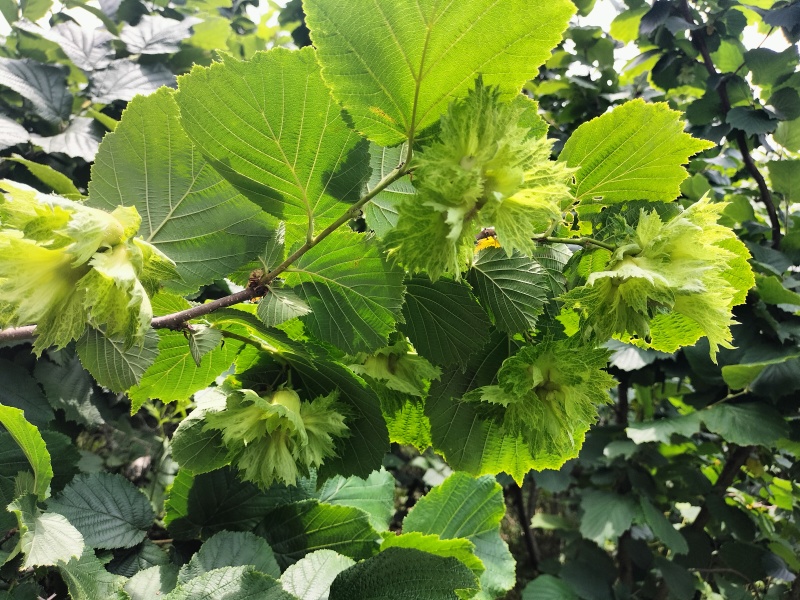 出售自家栽的鲜果达维榛子