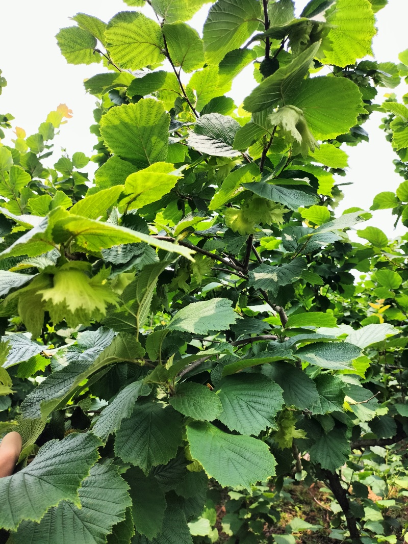 出售自家栽的鲜果达维榛子