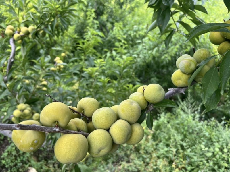 江油市清脆李自家农场