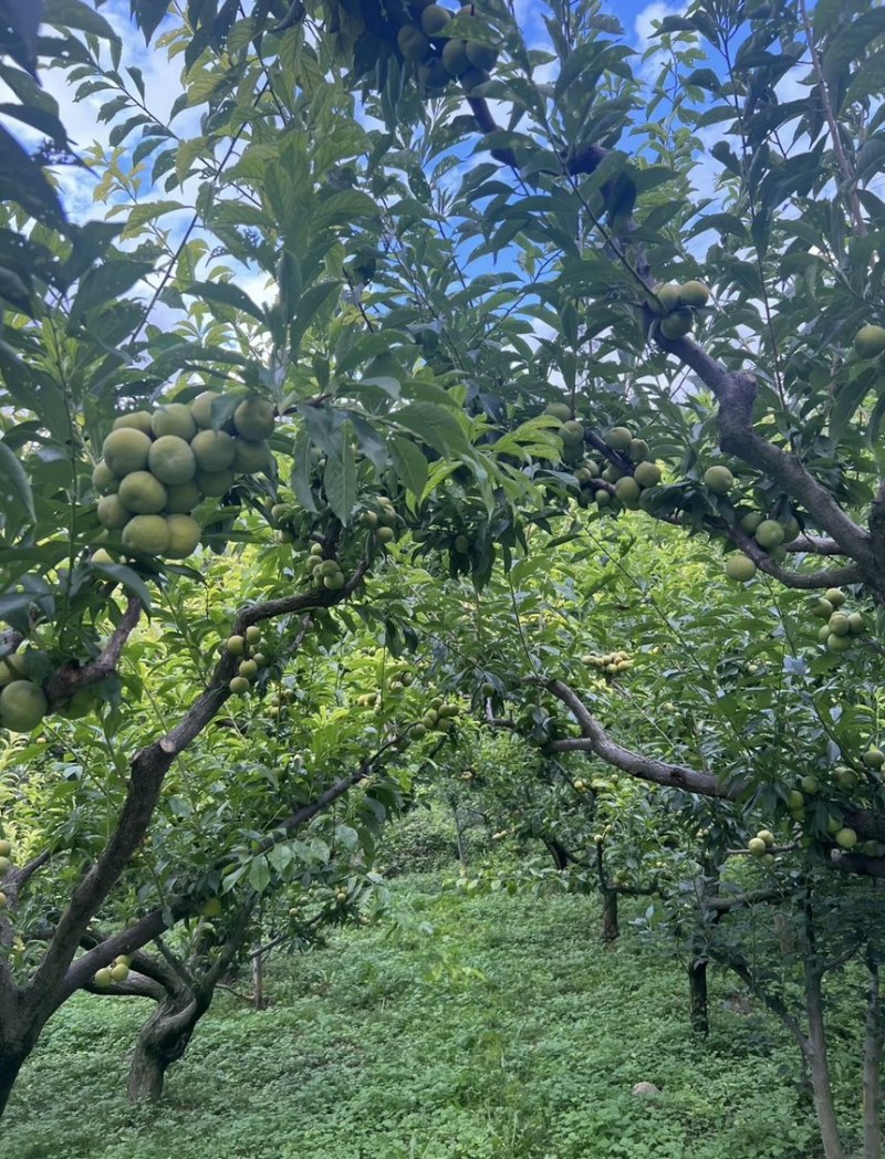 江油市清脆李自家农场