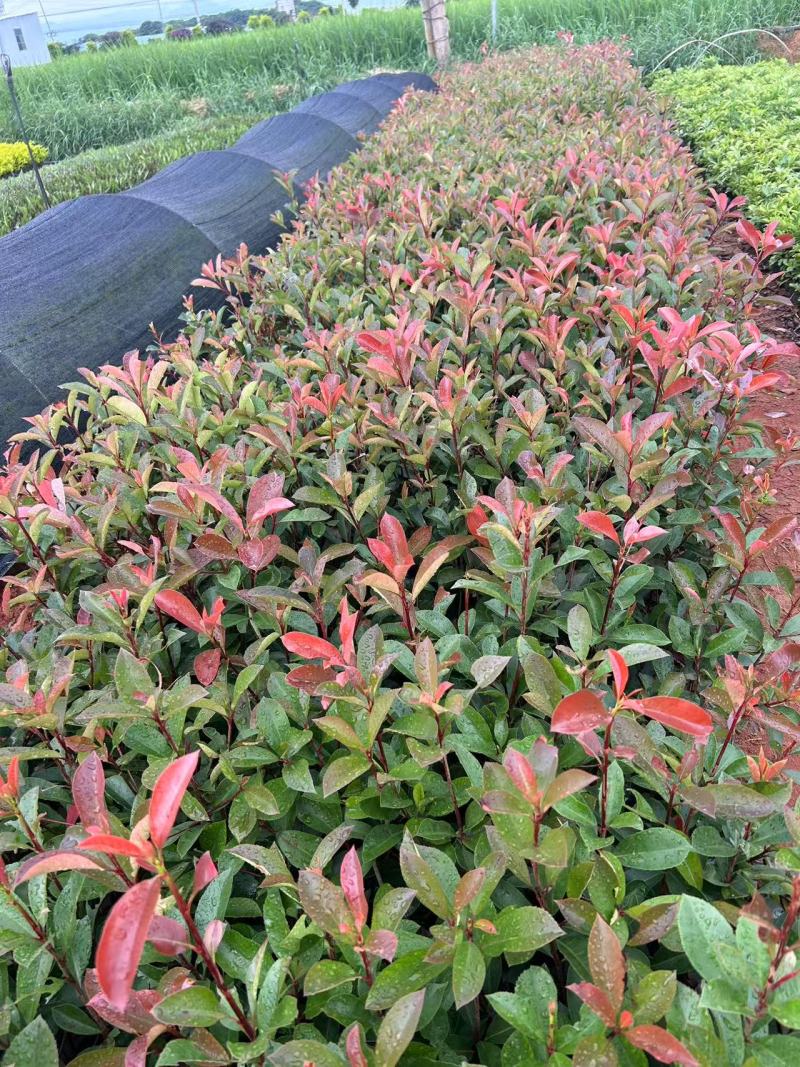 红叶石楠
