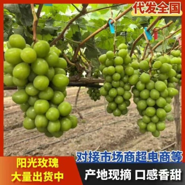 原产地一手货源阳光玫瑰葡萄冰点价各种等级规格次果烧棚果电商果