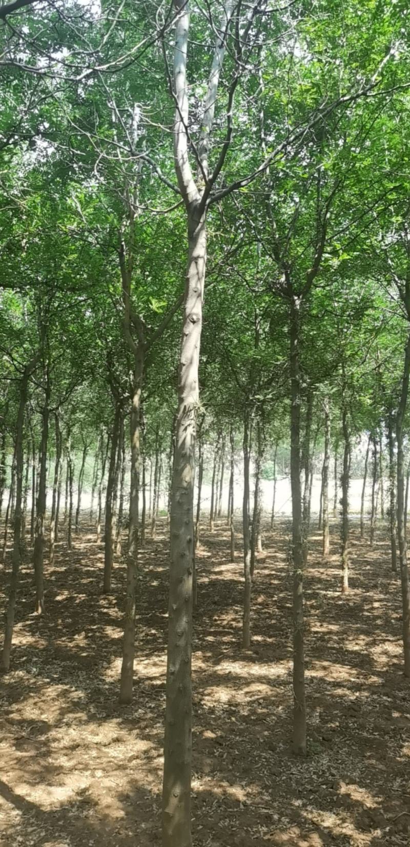 皂角树宝鸡扶风县天度镇皂角树，万亩基地种植对接批发