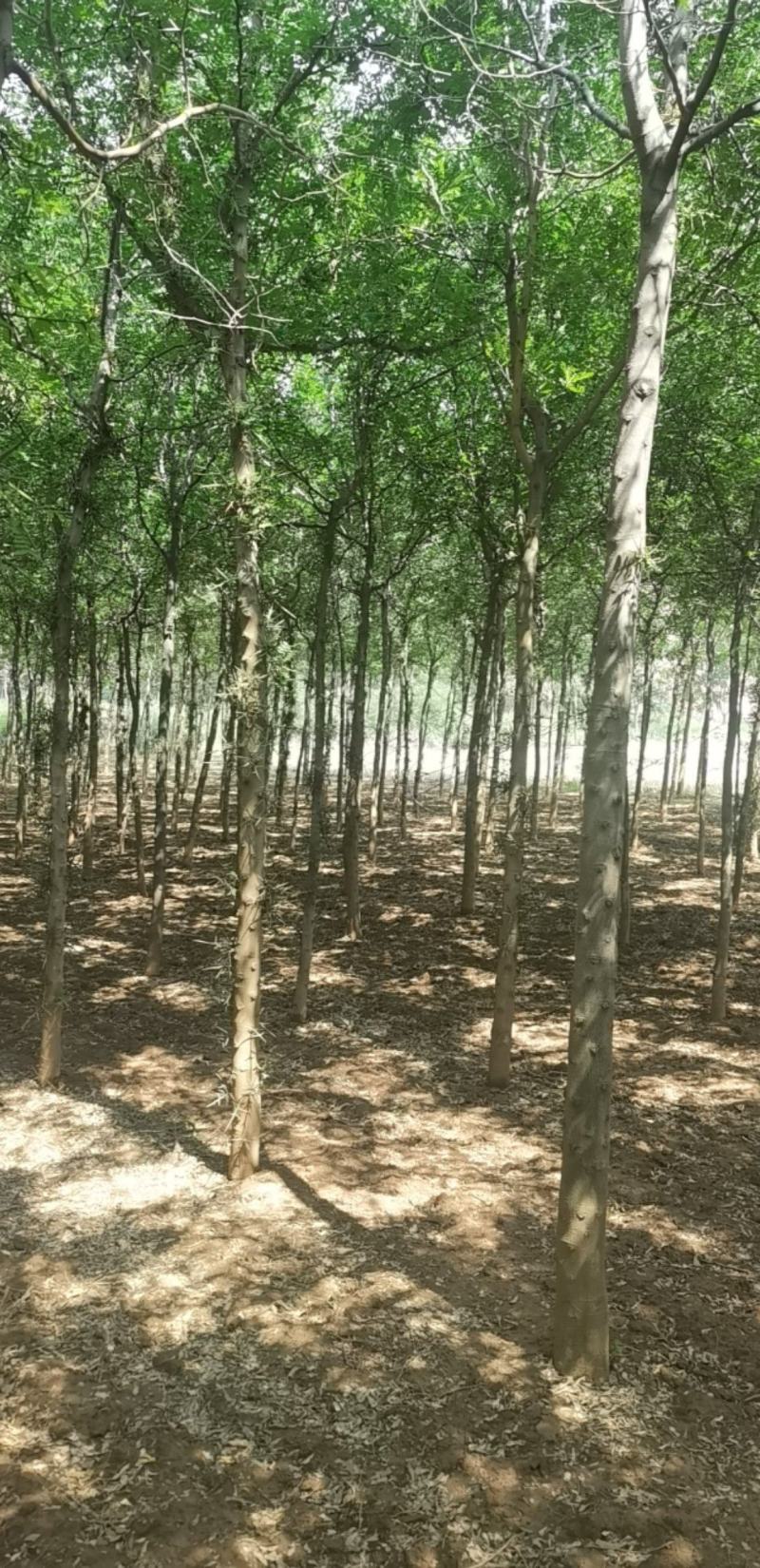 皂角树宝鸡扶风县天度镇皂角树，万亩基地种植对接批发
