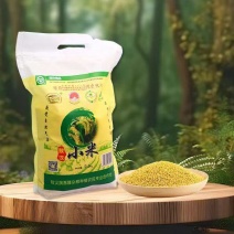 敖汉小米货源充足