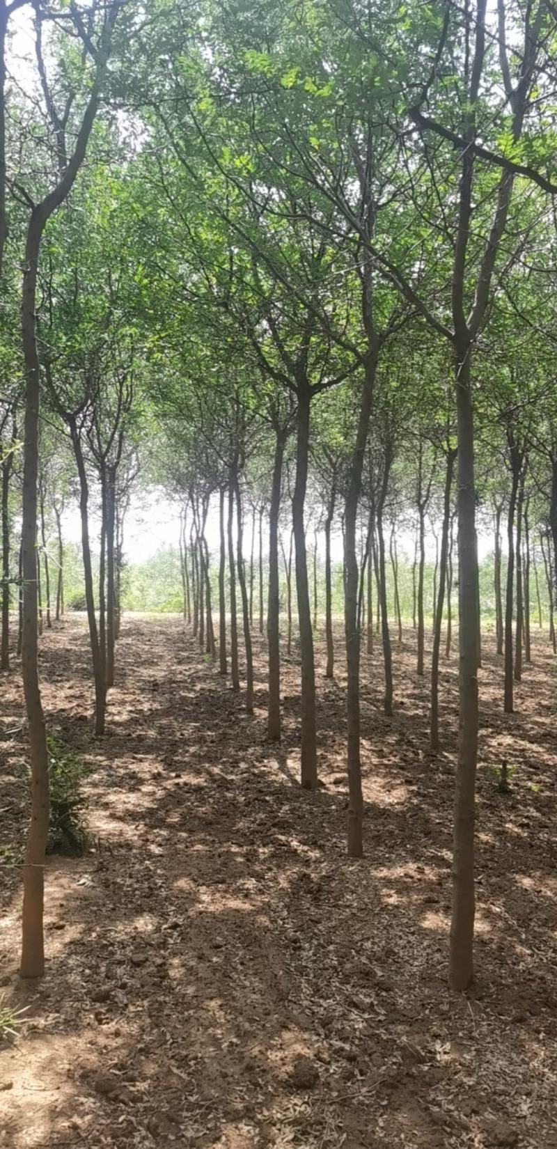 皂角树宝鸡扶风县天度镇皂角树，万亩基地种植对接批发