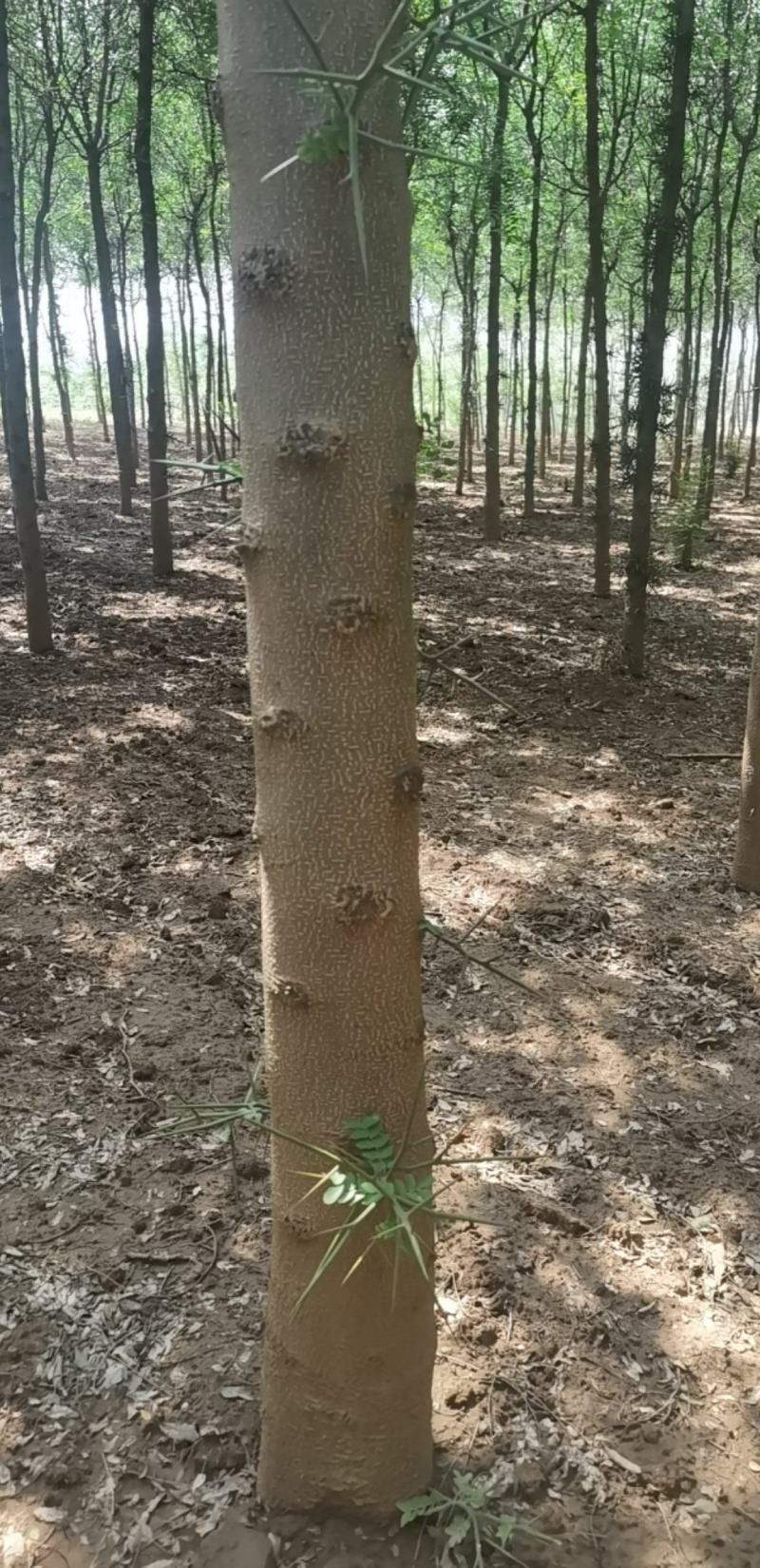 皂角树宝鸡扶风县天度镇皂角树，万亩基地种植对接批发
