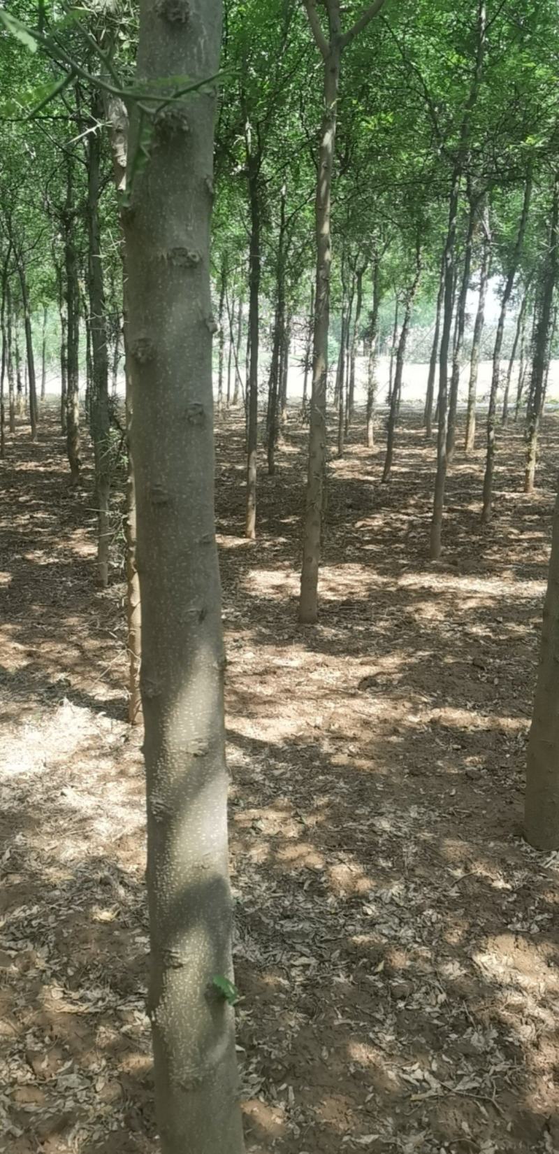 皂角树宝鸡扶风县天度镇皂角树，万亩基地种植对接批发