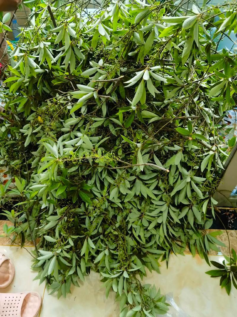 广西桂林木姜子