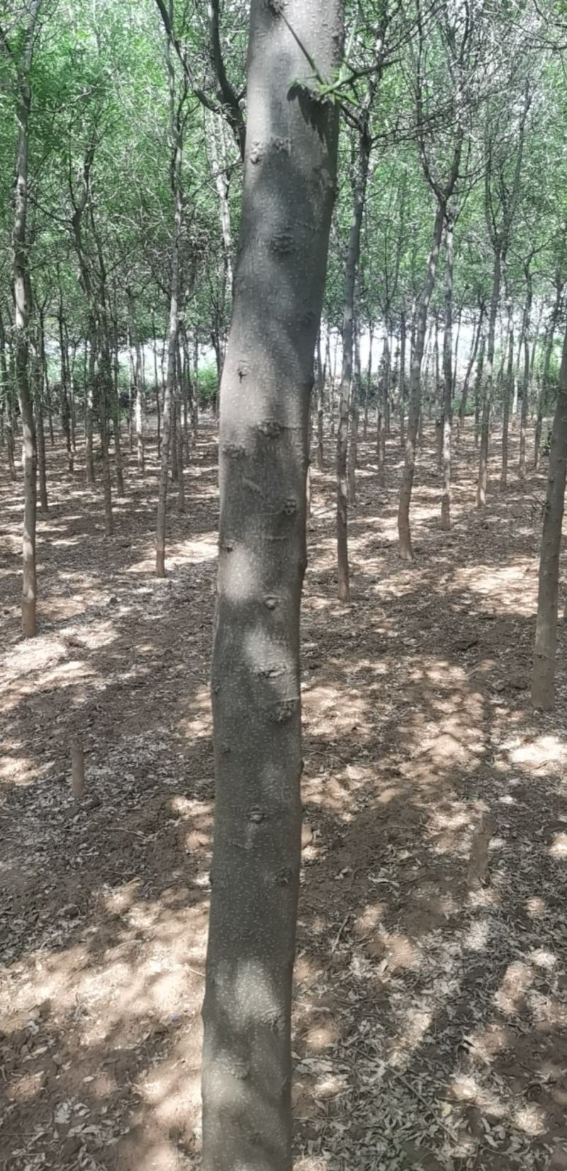 皂角树宝鸡扶风县天度镇皂角树，万亩基地种植对接批发