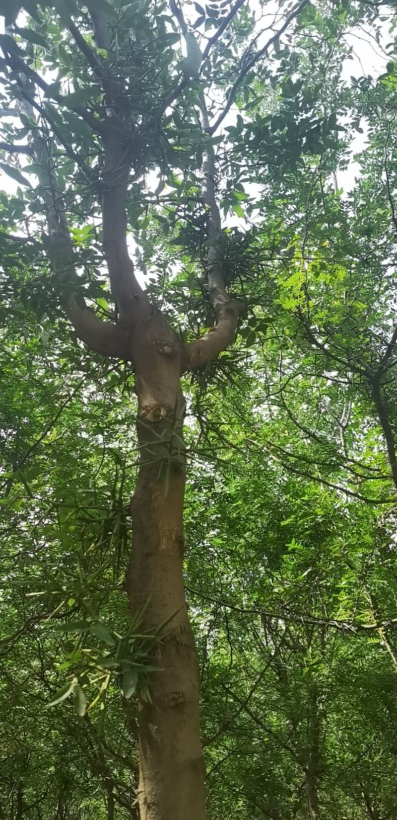 皂角树宝鸡扶风县天度镇皂角树，万亩基地种植对接批发