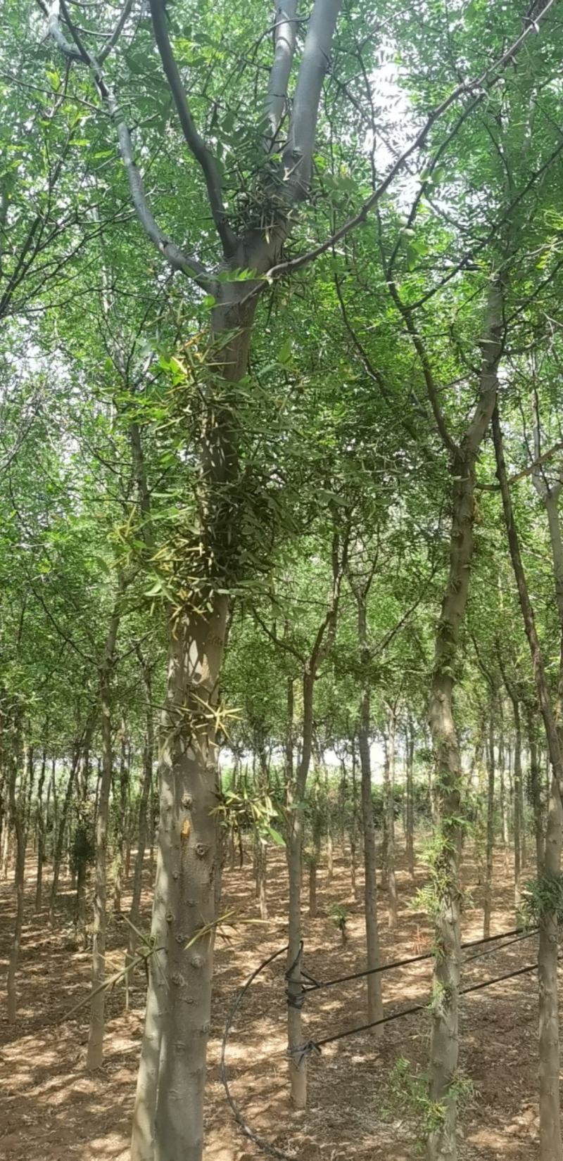 皂角树宝鸡扶风县天度镇皂角树，万亩基地种植对接批发