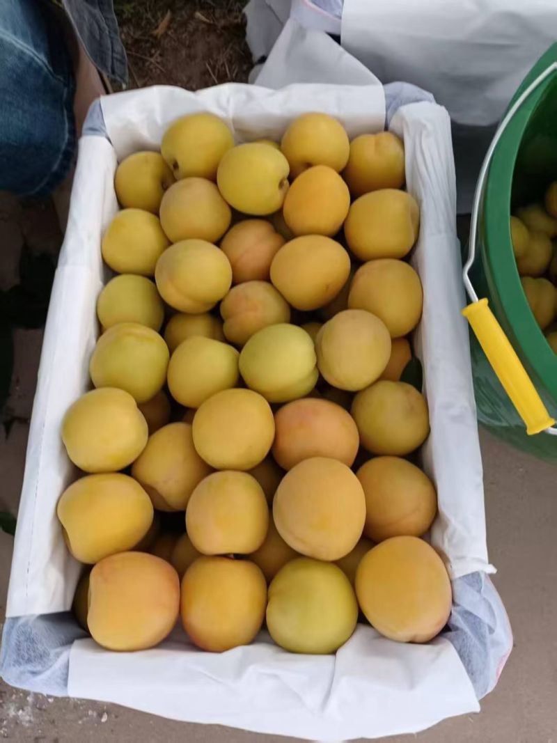 黄梅杏金皇后杏梅大量现货供应欢迎采购考察洽谈订购