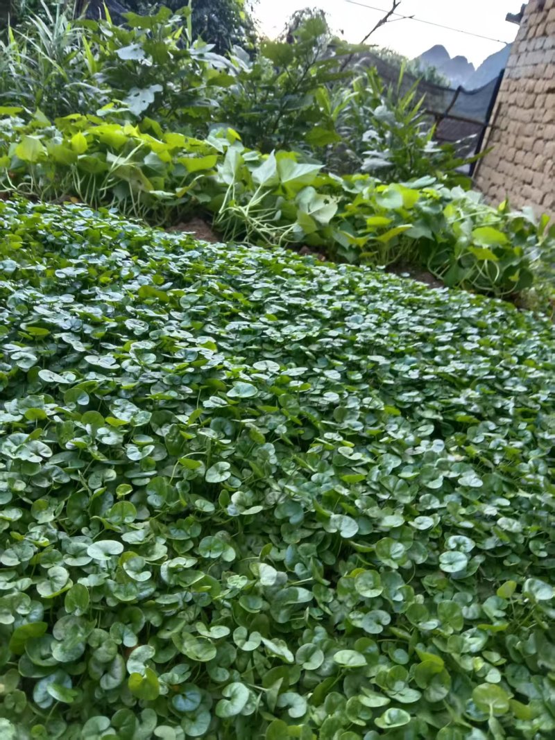 马蹄金、金钱草新货上市