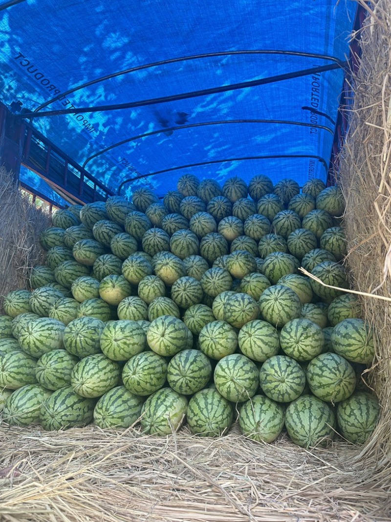 金城五号硒砂瓜，石头瓜，产地直发，货源充足，保质保量。
