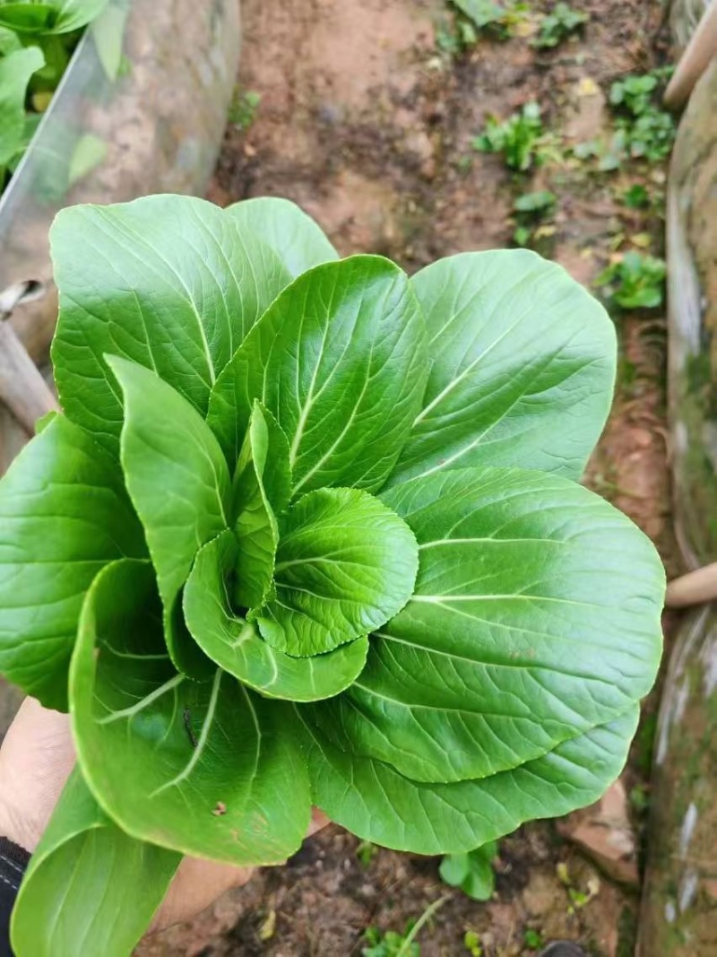 云南昆明上海青，农家种植，当天采摘，当天发货