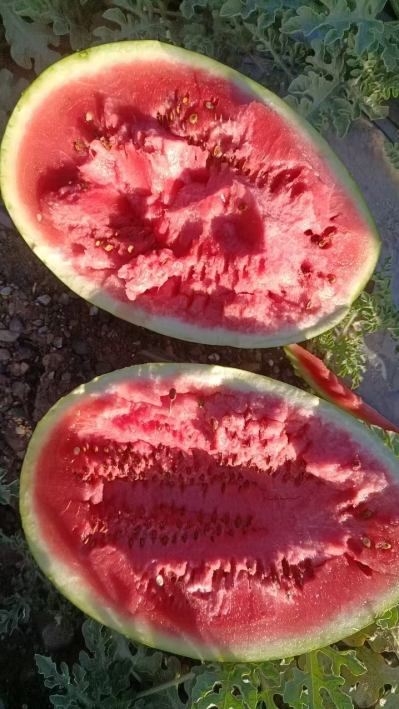 【正在热卖】宁夏硒砂瓜石头瓜一手货源清甜可口价格美丽热卖