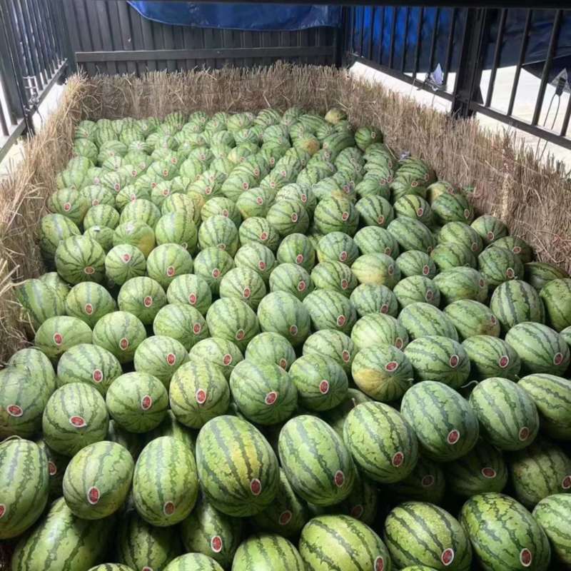金城五号硒砂瓜，石头瓜，产地直发，货源充足，保质保量。