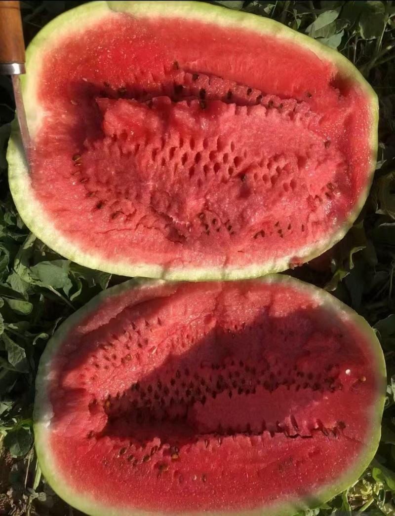 【实力供货】宁夏硒砂瓜清甜可口量大从优欢迎采购热卖中